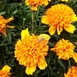 Close-up of yellow flowers blooming outdoors