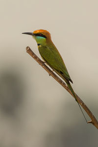 Close-up of bird perching on branch