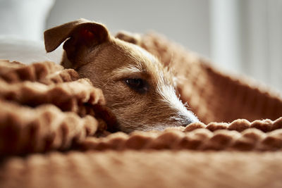 Close-up of dog relaxing on bed at home