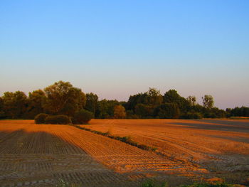 Scenic view of field against clear sky