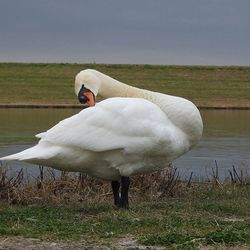 Bird flying over lake