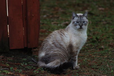 Lynx point siamese exploring the day by red fence on grass