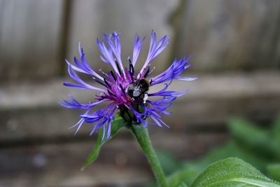 Close-up of insect on purple flower