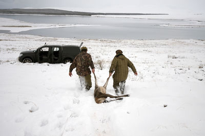 Rear view of hunters pulling on red deer on snowcapped field