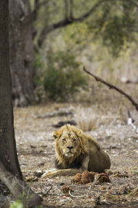 View of a cat on the ground