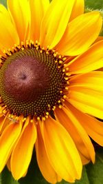 Close-up of yellow flower