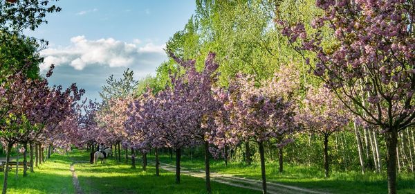 View of cherry blossom trees on sunny day