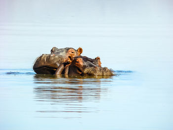 View of turtle swimming in lake