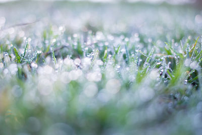 Close-up of wet plants in rain
