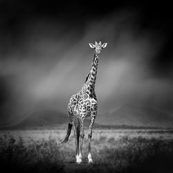 Dramatic black and white image of a giraffe on black background