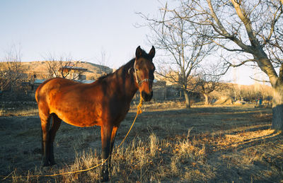 Horse standing on field against sky