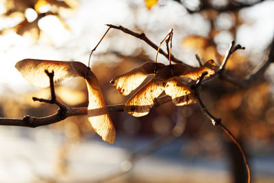 Close-up of dried leaves on plant