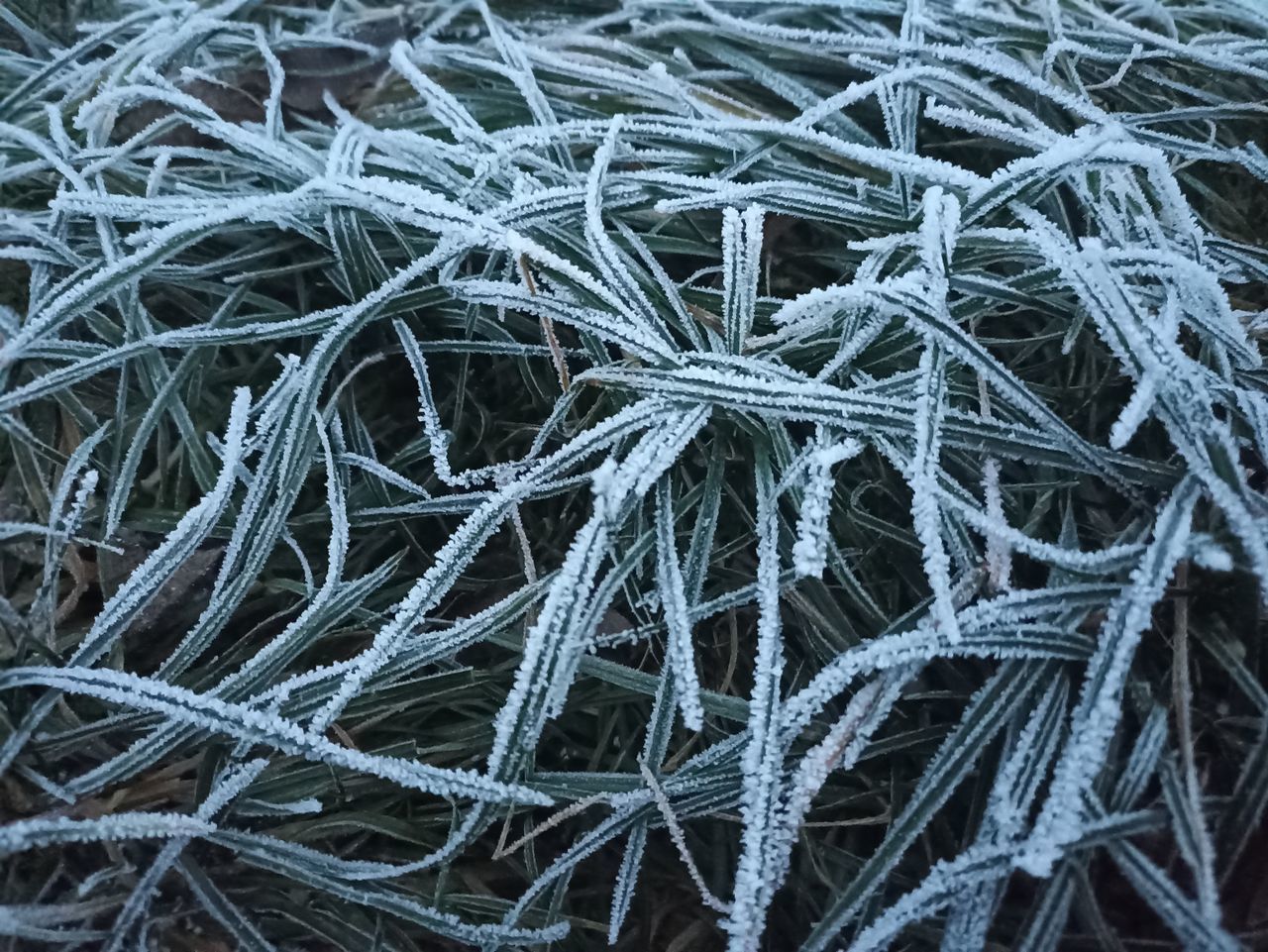frost, branch, backgrounds, full frame, twig, no people, ice, close-up, winter, cold temperature, plant, grass, leaf, nature, freezing, frozen, day, tree, snow, pattern, complexity