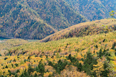 Pine trees in forest