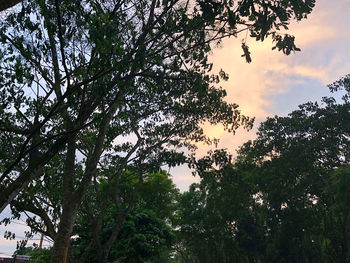 Low angle view of silhouette trees against sky at sunset