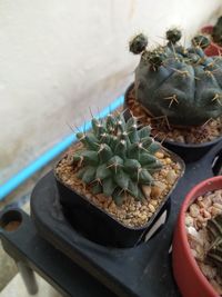 High angle view of succulent plant on table