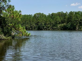 Scenic view of river in forest against sky