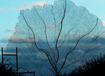 Low angle view of trees against sky