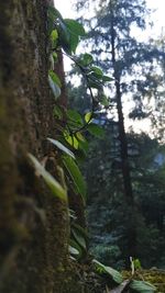 Close-up of fresh green plants in forest