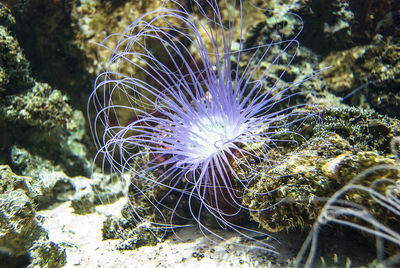 Close-up of coral in sea