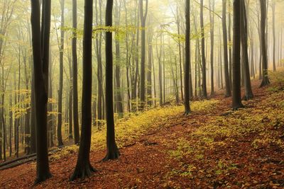 Trees growing in forest during autumn