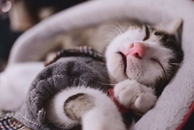 Close-up of cat sleeping