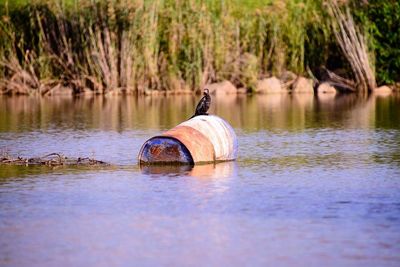 Bird perching on metal container floating at lake