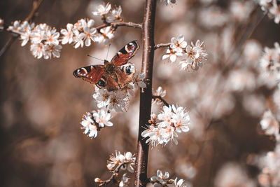 Close-up of butterfly on cherry blossom