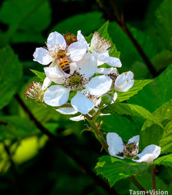 Close-up of white cherry blossom