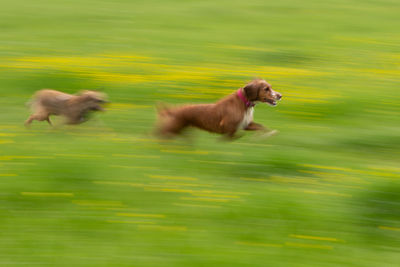 Dogs running on grassy field