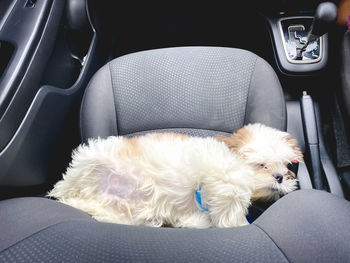 Dog sleeping in car