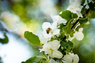 Close-up of bee on white flowering plant