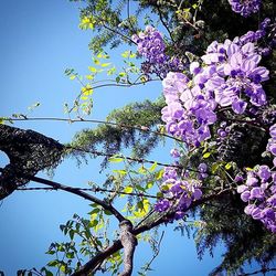 Low angle view of flowers blooming on tree