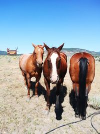 3 horses outside