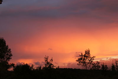 Silhouette of trees at sunset