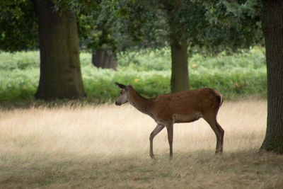 Deer standing on field