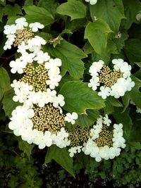 Close-up of white flowers