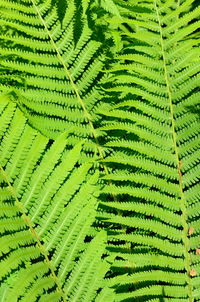 Full frame shot of fern leaves