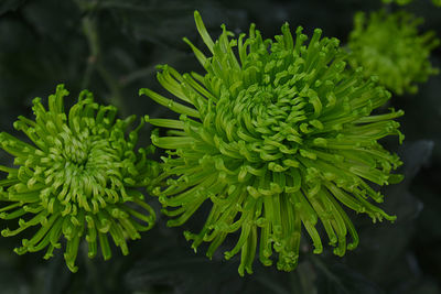 Close-up of green leaves