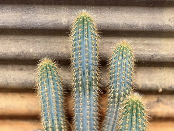 Close-up of four cacti stems against corrugated fence.