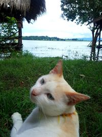 Close-up of dog by sea against sky