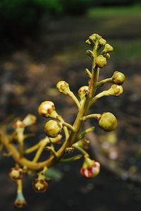 Close-up of flower buds growing on branch