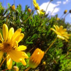 Close-up of yellow flower