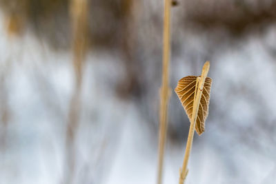 Close-up of leaf