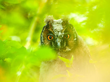 Close-up portrait of owl