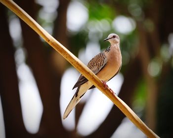 Close-up of bird perching on branch