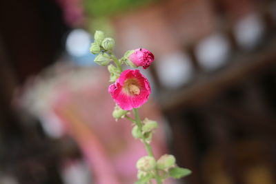 Close-up of pink flowering plant