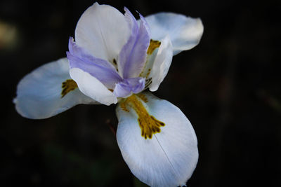 Close-up of white flower blooming outdoors