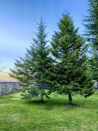 Trees on field against clear sky