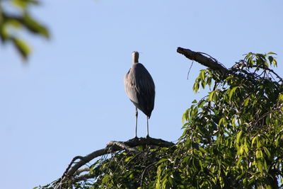 Low angle view of bird perching on plant against sky